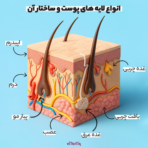 انواع لایه های پوست و ساختار آن